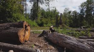 Best Tree and Shrub Care  in Walden, NY