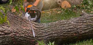 How Our Tree Care Process Works  in  Walden, NY