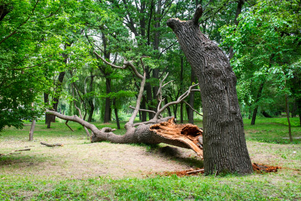 Best Lawn Pest Prevention  in Walden, NY