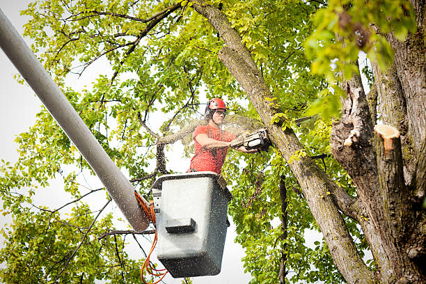 Best Tree Maintenance Programs  in Walden, NY